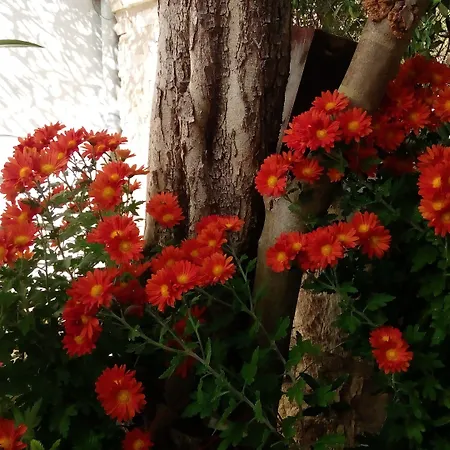 招待所 Arhontiko Kordopati Traditional 4*