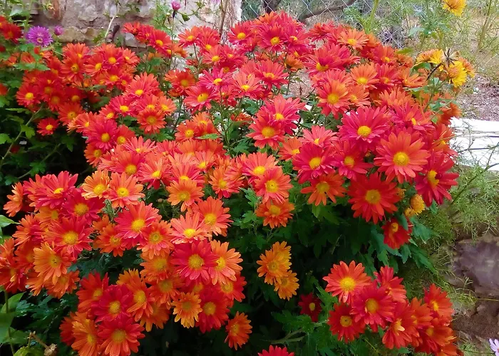 招待所 Arhontiko Kordopati Traditional