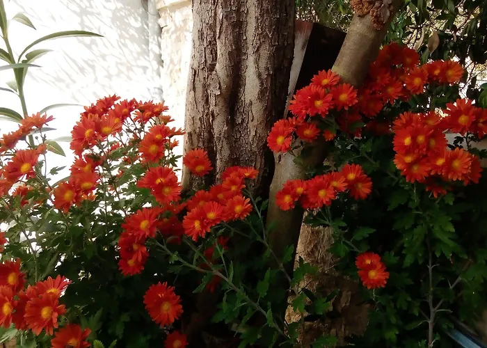 招待所 Arhontiko Kordopati Traditional 4*